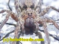 /home//u458753944/public_html/sourcegallery///////Roxborough Toad Detour/2022/2022-03-19/P3190905.JPG